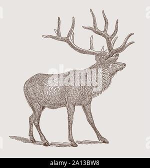 Male elk or wapiti (cervus canadensis) in side view. Illustration after an engraving from the 19th century Stock Vector