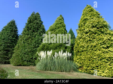 Pampas grass - Cortaderia selloana.. Stock Photo