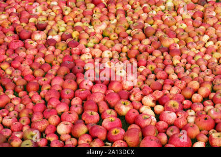 1,813 Big Small Apple Stock Photos - Free & Royalty-Free Stock Photos from  Dreamstime