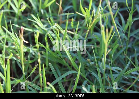 Close up of grass with dew in the morning light and a small sun flare, Stock Photo