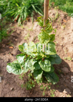 Malabar Spinach (Basella alba) growing in a garden. Stock Photo