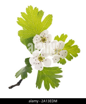 Hawthorn (Crataegus monogyna)  flowers isolated on  white background Stock Photo