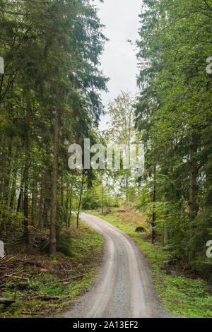 Winding gravel road through a coniferous forest Stock Photo