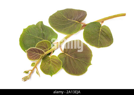 kiwi branch isolated on white background Stock Photo