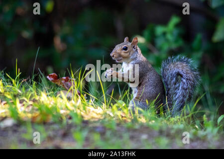 Eastern Gray Squirrel (Sciurus carolinensis) - Brevard, North Carolina, USA Stock Photo