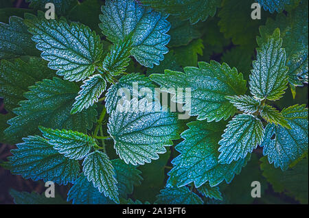 Abstract of frosty winter leaves, frozen leaves Stock Photo