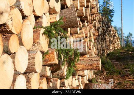 Woodpile of freshly harvested spruce logs. Trunks of trees cut and stacked in forest. Wooden Logs. Stock Photo