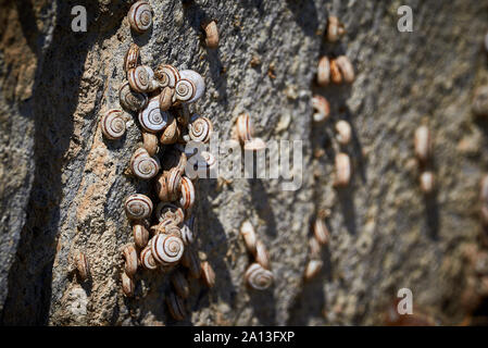 Snails Hanging from a Rock Stock Photo