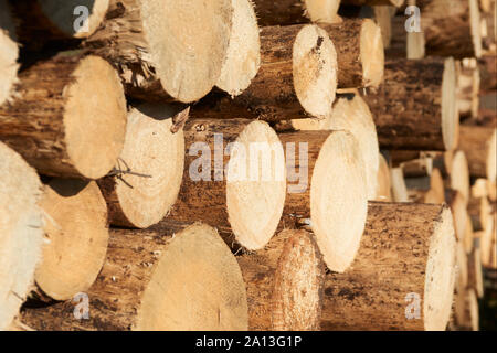 Woodpile of freshly harvested spruce logs. Trunks of trees cut and stacked in forest. Wooden Logs. Stock Photo