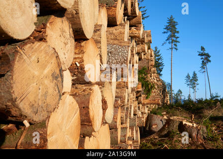 Woodpile of freshly harvested spruce logs. Trunks of trees cut and stacked in forest. Wooden Logs. Stock Photo