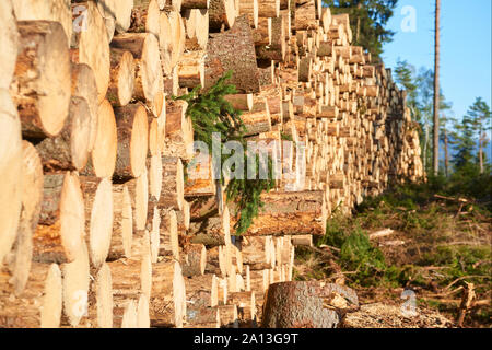 Woodpile of freshly harvested spruce logs. Trunks of trees cut and stacked in forest. Wooden Logs. Stock Photo