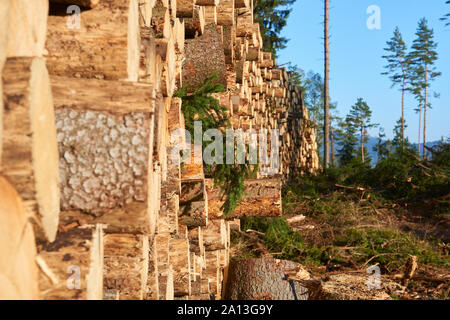 Woodpile of freshly harvested spruce logs. Trunks of trees cut and stacked in forest. Wooden Logs. Stock Photo