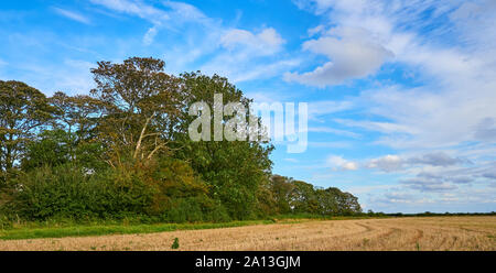 A small wood or spinney of trees at the side of an arable stubble field with a vibrant blue sky and a mixture of cumulus and cirrus clouds overhead Stock Photo