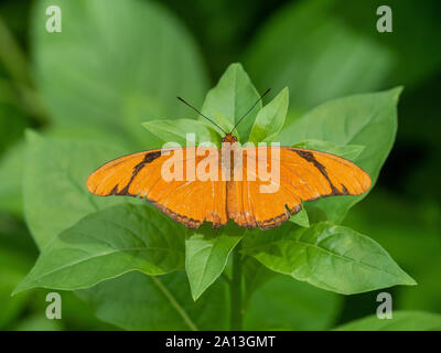 Julia Longwing Butterfly on green leaf Stock Photo