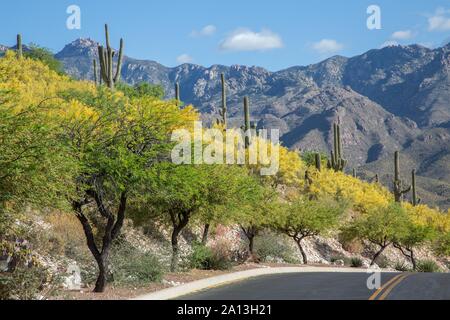 Blossoming Palo Verde trees (Parkinsonia florida) and cacti on road, behind Santa Catalina Mountains, Tucson, Arizona, USA Stock Photo