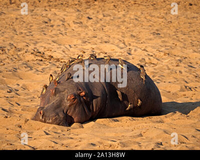 hippopotamus (Hippopotamus amphibius) covered in Red-billed Oxpeckers ((Buphagus erythrorhynchus) in sun on sandy shore of South Luangwa River, Zambia Stock Photo