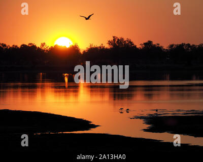 grey heron flying over 3 feeding sacred ibises with golden setting sun reflected in smooth glassy waters of a lagoon in South Luangwa, Zambia, Africa Stock Photo