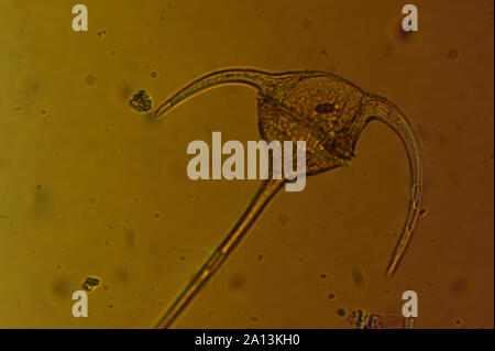 The genus Ceratium includes species of freshwater and marine dinoflagellates. Most species of Ceratium are unicellular organisms that are characterize Stock Photo