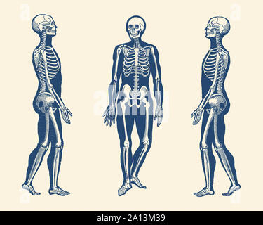 Vintage print showing a skeleton from multiple vantage points. Stock Photo