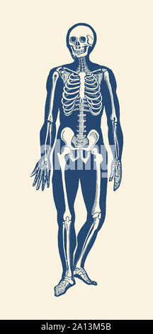 Vintage anatomy print features a skeleton facing forward showing movement. Stock Photo