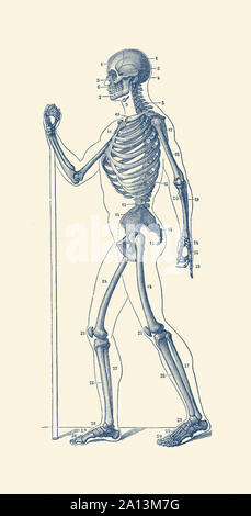 Vintage anatomy print of a human skeleton facing sideways. Stock Photo