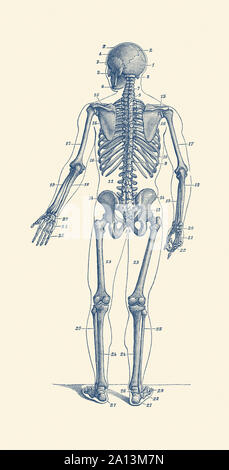 Vintage anatomy print of a skeleton facing backwards to showcase the bones. Stock Photo