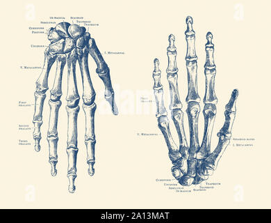 Vintage anatomy print features the hand of a human skeleton with bones labeled. Stock Photo