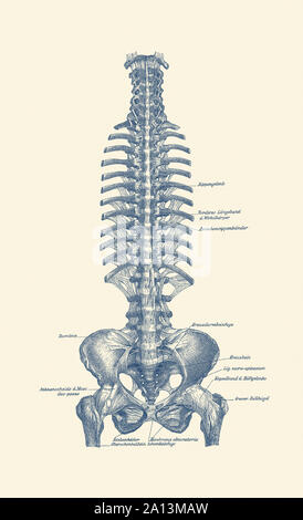 Vintage anatomy print of the human rib cage and pelvis. Stock Photo