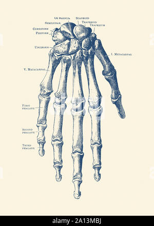 Vintage anatomy print features the hand of a human skeleton with bones labeled. Stock Photo