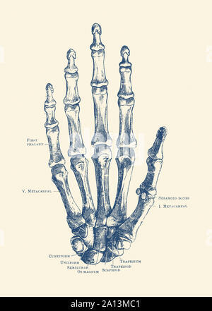 Vintage anatomy print features the hand of a human skeleton with bones labeled. Stock Photo