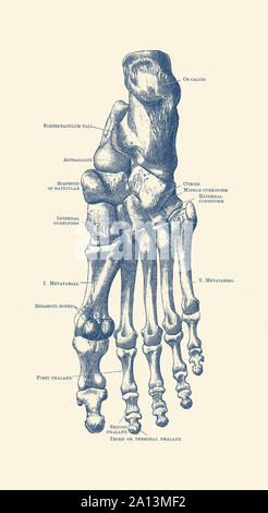 Vintage anatomy print of the human left foot with each bone labeled. Stock Photo