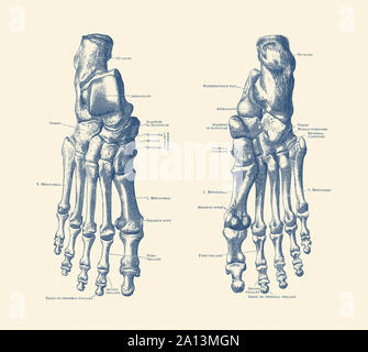 Vintage anatomy print showing the feet, ankles and joints of a human skeleton. Stock Photo