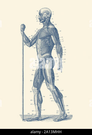 Vintage anatomy print showing a side view diagram of the human muscular system. Stock Photo