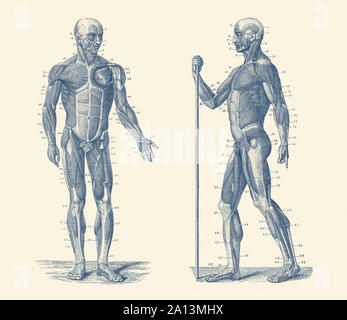 Vintage anatomy print showing a dual view diagram of the human musculoskeletal system. Stock Photo