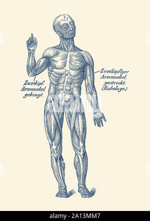 Vintage anatomy print of a forward facing view of the human muscular system. Stock Photo