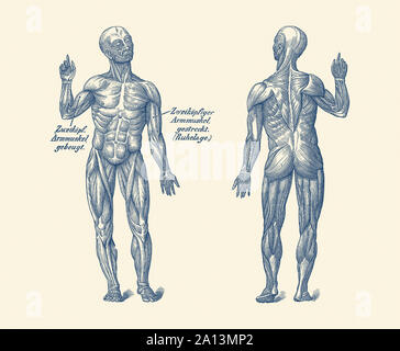 Vintage anatomy print showing a dual view of the human muscular system. Stock Photo