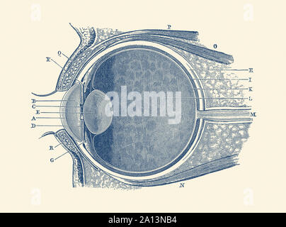 Vintage anatomy print showing a diagram of the human eye. Stock Photo