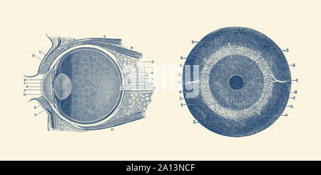 Vintage anatomy print showing both a side and front view of the human eye. Stock Photo