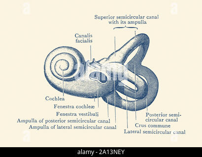 Vintage anatomy print showing a diagram of the inner ear. Stock Photo