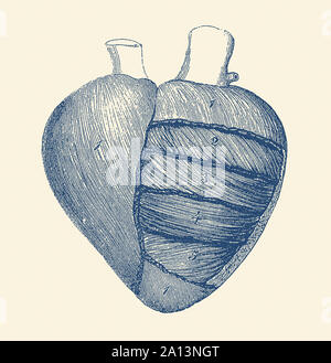 Vintage anatomy print showing a depiction of the outer human heart. Stock Photo