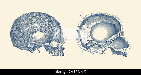 Vintage anatomy print showing the side and inside views of a human skull. Stock Photo