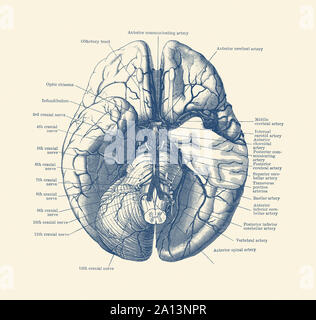 Vintage anatomy print of the human brain depicting the nerves and arteries. Stock Photo
