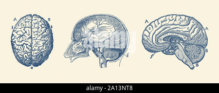 Vintage anatomy print depicting the fissures throughout the human brain. Stock Photo