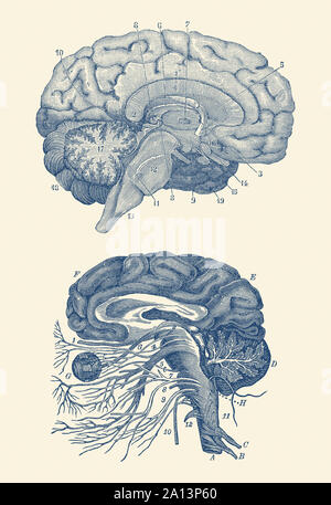 Diagram of the arteries of the brain and the circulatory system surrounding the brain. Stock Photo