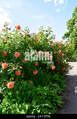 Pink rose flowers on beautiful rose bush in flowers garden at the morning with clear blue sky background in summertime. Beautiful peach-colored bush r Stock Photo