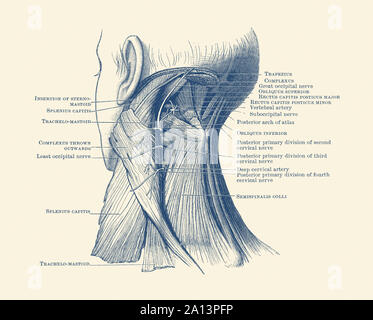 Diagram of the muscular system on the back of a human neck. Stock Photo