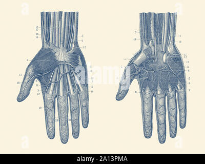 Dual view of the human hand, showcasing the muscles, bones and veins throughout. Stock Photo