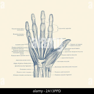 Diagram depicting the bones, ligaments and muscles throughout the hand and fingers. Stock Photo