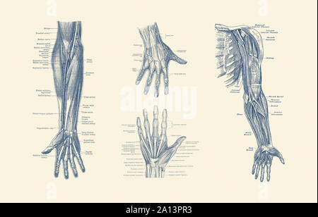 Multi-view diagram showcasing ligaments, muscles and veins throughout hand, arm and fingers. Stock Photo