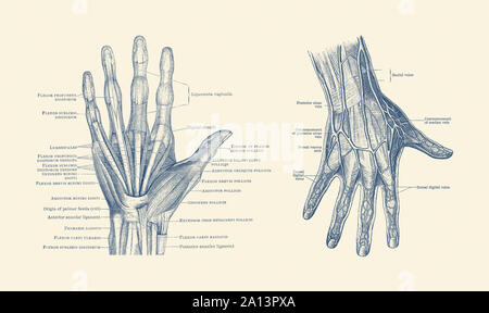 Dual-view diagram of the human hand, showcasing ligaments, muscles and veins. Stock Photo